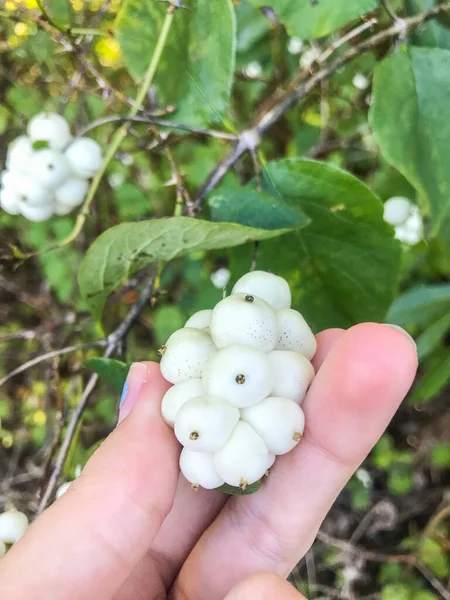 一般的なスノーベリー Symphoricarpos Albus は北米原産のスイカズラ科の開花植物で カナダや米国北部や西部でよく見られます — ストック写真