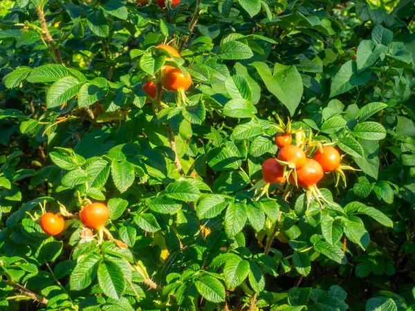 Gül Kalçası Gül Bitkisinin Aksesuar Meyvesidir Tipik Olarak Kırmızıdan Turuncuya — Stok fotoğraf