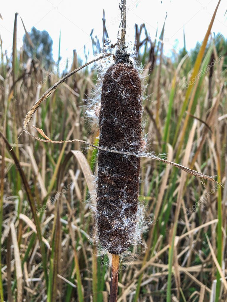 Common cattail (Typha latifolia) is a perennial herbaceous plant in the genus Typha. It is found as a native plant species in North and South America, Europe, Eurasia, and Africa.