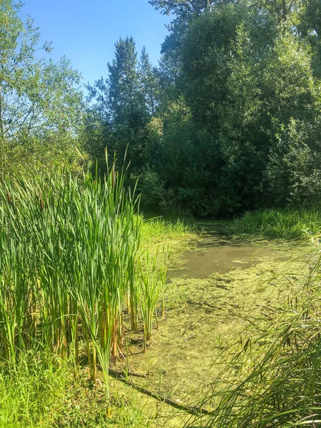 Nisqually Reach Aquatic Reserve Som Omfattar Statsägda Vattenområdena Fastlandet Inklusive — Stockfoto