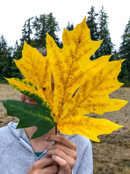 Arce Hoja Grande Acer Macrophyllum Gran Árbol Caducifolio Del Género —  Fotos de Stock