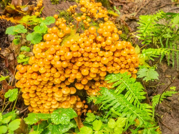 神奇蘑菇 Psilocybe Azurescens 是迷幻蘑菇的一种 其主要活性化合物为西环素和西环素 — 图库照片