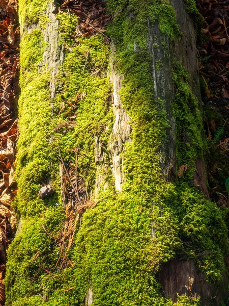 Tronco Árbol Muerto Cubierto Musgo — Foto de Stock