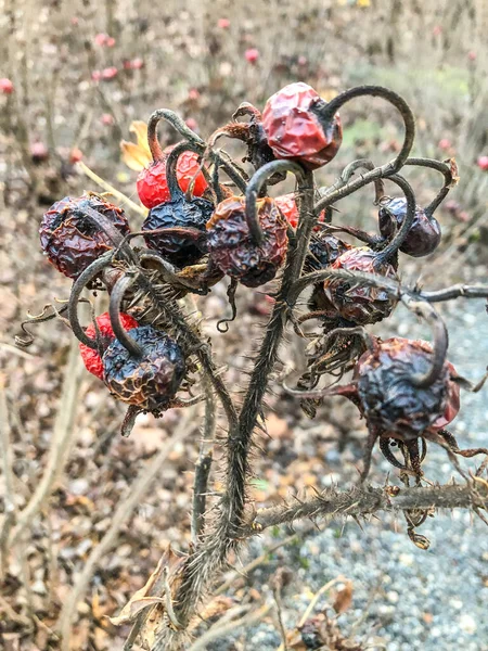 Rose Hip Rosehip Also Called Rose Haw Rose Hep Accessory — Stock Photo, Image