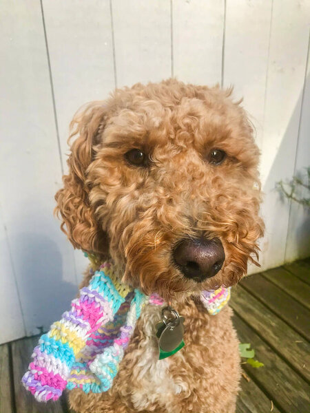 Australian Labradoodle is a mix between the Labrador Retriever, Poodle and Cocker Spaniel.