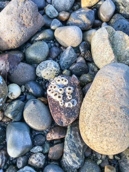 Carkeek Park Washington Eyaletinin Broadview Semtinde Yer Alan 216 Dönümlük — Stok fotoğraf