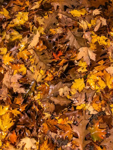 地面に紅葉の紅葉がカラフルです — ストック写真