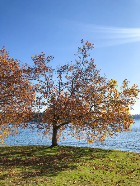 Seward Park Parco Comunale Seattle Washington Stati Uniti Situato Nell — Foto Stock