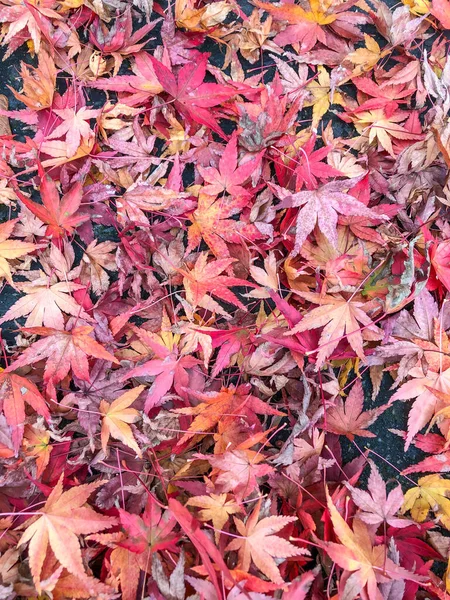 Folhas Bordo Coloridas Cores Outono Chão — Fotografia de Stock