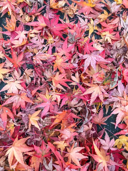 Coloridas Hojas Arce Colores Otoño Suelo — Foto de Stock