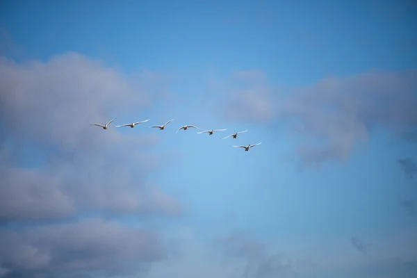 Cygnus Buccinator Uma Espécie Cisne Família Cygnus Pássaro Vivo Mais — Fotografia de Stock