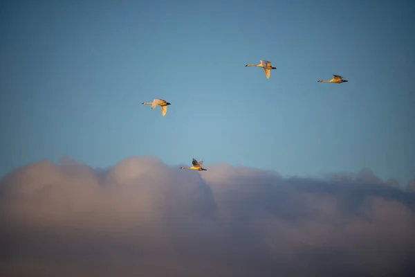 Cygnus Buccinator Uma Espécie Cisne Família Cygnus Pássaro Vivo Mais — Fotografia de Stock