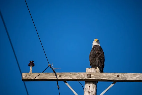 Águia Branca Haliaeetus Leucocephalus Uma Ave Rapina Encontrada América Norte — Fotografia de Stock