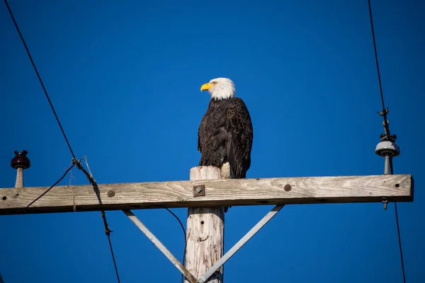 Águia Branca Haliaeetus Leucocephalus Uma Ave Rapina Encontrada América Norte — Fotografia de Stock