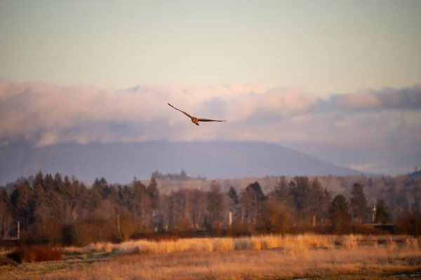 Nordlig Harrier Circus Hudsonius Rovfågel Denna Medelstora Raptor Raser Hedar — Stockfoto