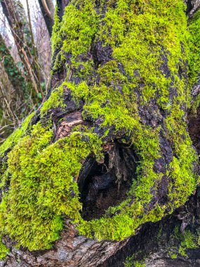 Mercer Slough Doğa Parkı 320 dönümlük sulu bir arazidir. Eğreltiotları, çalıları, çiçekleri, çeşitli meyveleri, farklı ahşap kaldırımları ve gölgeli yolları vardır..