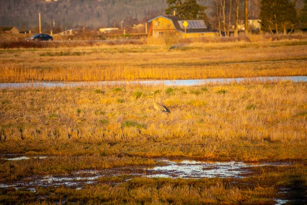 Nagy Kék Gém Ardea Herodias Egy Nagy Gázló Madár Heron — Stock Fotó