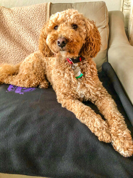 Australian Labradoodle is a mix between the Labrador Retriever, Poodle and Cocker Spaniel.