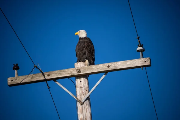 Águia Branca Haliaeetus Leucocephalus Uma Ave Rapina Encontrada América Norte — Fotografia de Stock