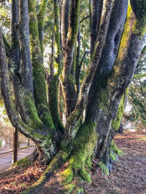 Carkeek Park, Washington eyaletinin Broadview semtinde yer alan 216 dönümlük bir parktır. Park Piper Orchard, Pipers Creek (ve onun kolları Venema Creek ve Mohlendorf Creek), oyun ve piknik alanları, piknik barınakları ve