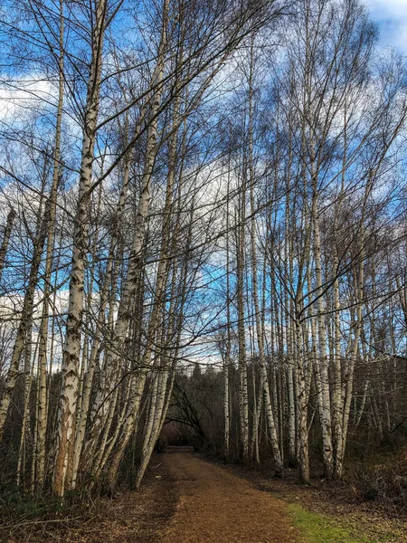 Mercer Slough Nature Park Una Zona Umida 320 Acri Popolata — Foto Stock