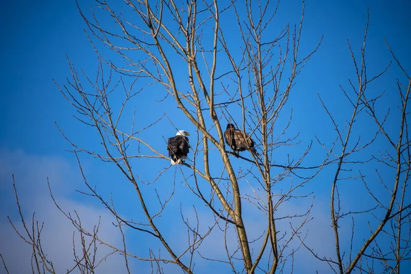 Águia Branca Haliaeetus Leucocephalus Uma Ave Rapina Encontrada América Norte — Fotografia de Stock