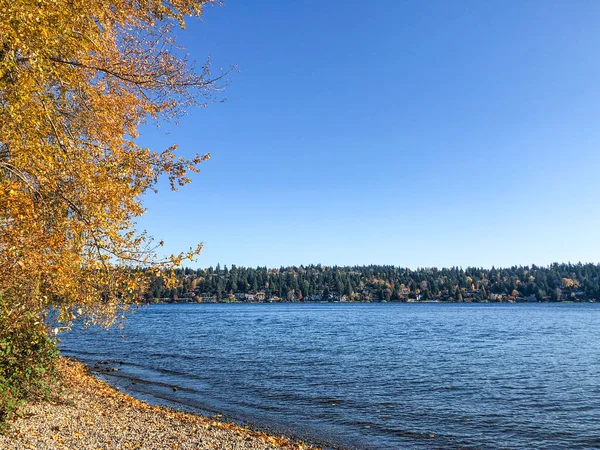 Seward Park Ist Ein Stadtpark Seattle Washington Usa Liegt Gleichnamigen — Stockfoto
