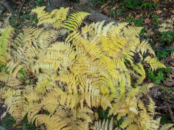 Seward Park 워싱턴주 시애틀에 공원이다 이름을 인근에 공원은 120 헥타르 — 스톡 사진