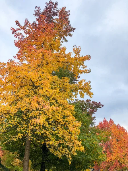 WaのベルビューにあるFactoria地区の秋の色 — ストック写真