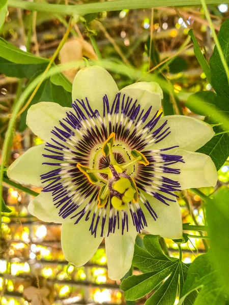 보라색 수선화 Purple Passionflower Passiflora Incarnata 나무를 오르거나 뒤따르는 줄기가 — 스톡 사진