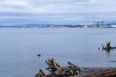 Howarth Park, Everett. Everett Rıhtımı 'nda 28 dönümlük, üç bitkin park. Yürümek ya da plajın ve bolca vahşi yaşamın tadını çıkarmak için harika bir yer..