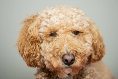 Avustralya Labradoodle, Labrador Retriever, Fino ve Cocker Spaniel 'in karışımıdır..