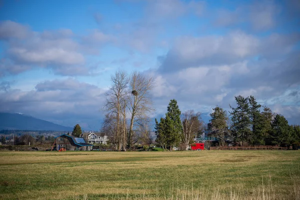 Tree Cottonwood Ideally Located Eagles Few Tall Tress Samish Flats — Stock Photo, Image