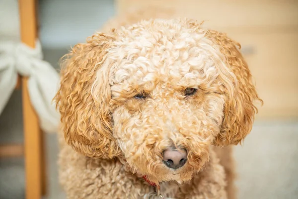 Labradoodle Australijski Jest Mieszanką Labrador Retriever Pudel Cocker Spaniel — Zdjęcie stockowe