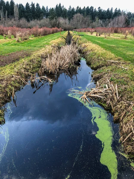 Mercer Slough Nature Park Заболочена Ділянка Площею 320 Акрів Населена — стокове фото