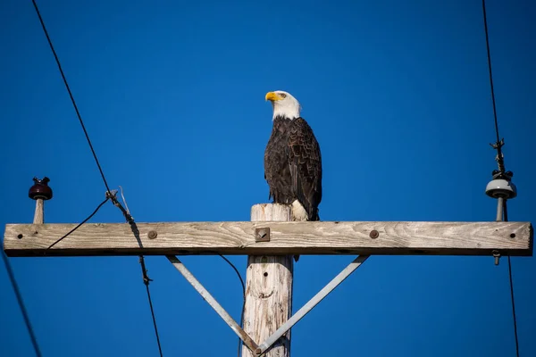 Águia Branca Haliaeetus Leucocephalus Uma Ave Rapina Encontrada América Norte — Fotografia de Stock