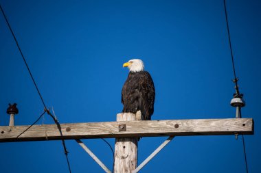 Kel Kartal (Haliaeetus leucocephalus), Kuzey Amerika 'da bulunan bir yırtıcı kuş türüdür. Geniş açık su kütlelerinin yanında, bol besin kaynakları ve yuva yapmak için yetişen ağaçlarla birlikte bulunur..