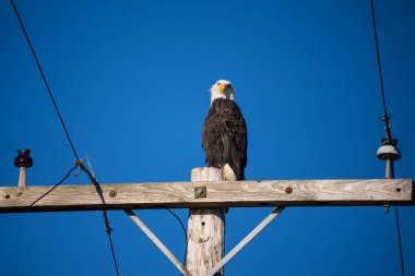 Kel Kartal (Haliaeetus leucocephalus), Kuzey Amerika 'da bulunan bir yırtıcı kuş türüdür. Geniş açık su kütlelerinin yanında, bol besin kaynakları ve yuva yapmak için yetişen ağaçlarla birlikte bulunur..