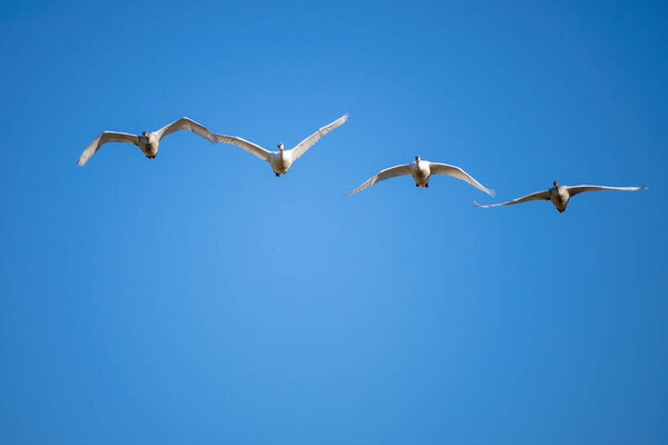 Трубач лебедь (Cygnus buccinator) - вид лебедя, найденный в Северной Америке. Самая тяжелая живая птица, обитающая в Северной Америке, также является крупнейшим сохранившимся видом водоплавающих птиц..