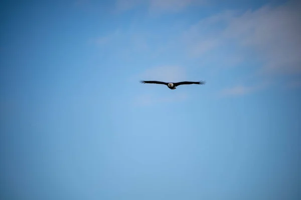 Águila Calva Haliaeetus Leucocephalus Ave Rapaz Que Encuentra América Del —  Fotos de Stock