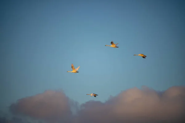 Cygnus Buccinator Uma Espécie Cisne Família Cygnus Pássaro Vivo Mais — Fotografia de Stock