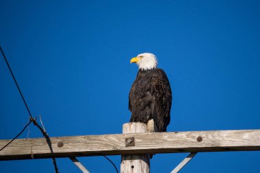 Kel Kartal (Haliaeetus leucocephalus), Kuzey Amerika 'da bulunan bir yırtıcı kuş türüdür. Geniş açık su kütlelerinin yanında, bol besin kaynakları ve yuva yapmak için yetişen ağaçlarla birlikte bulunur..