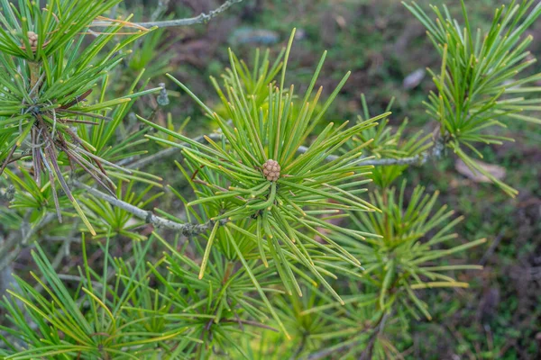 Japanese umbrella-pine (Sciadopitys verticillata) is a unique conifer endemic to Japan. It is the sole member of the family Sciadopityaceae and genus Sciadopitys, a living fossil with no close relatives, and present in the fossil record for about 230