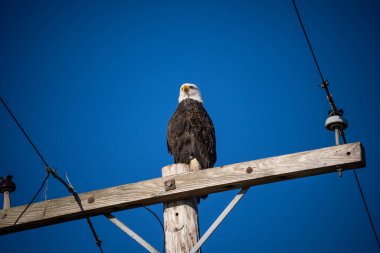 Kel Kartal (Haliaeetus leucocephalus), Kuzey Amerika 'da bulunan bir yırtıcı kuş türüdür. Geniş açık su kütlelerinin yanında, bol besin kaynakları ve yuva yapmak için yetişen ağaçlarla birlikte bulunur..