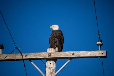 Kel Kartal (Haliaeetus leucocephalus), Kuzey Amerika 'da bulunan bir yırtıcı kuş türüdür. Geniş açık su kütlelerinin yanında, bol besin kaynakları ve yuva yapmak için yetişen ağaçlarla birlikte bulunur..