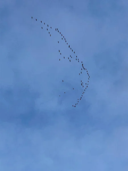 Canada goose is a large wild goose species with a black head and neck, white cheeks, white under its chin, and a brown body. It is native to arctic and temperate regions of North America, and its migration occasionally reaches northern Europe.