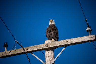 Kel Kartal (Haliaeetus leucocephalus), Kuzey Amerika 'da bulunan bir yırtıcı kuş türüdür. Geniş açık su kütlelerinin yanında, bol besin kaynakları ve yuva yapmak için yetişen ağaçlarla birlikte bulunur..
