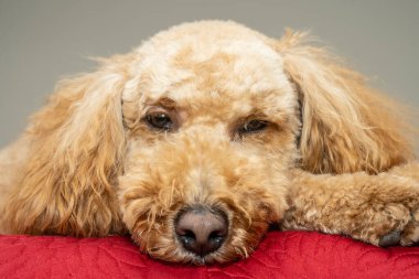 Avustralya Labradoodle, Labrador Retriever, Fino ve Cocker Spaniel 'in karışımıdır..