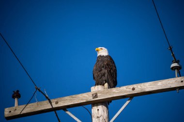 Kel Kartal (Haliaeetus leucocephalus), Kuzey Amerika 'da bulunan bir yırtıcı kuş türüdür. Geniş açık su kütlelerinin yanında, bol besin kaynakları ve yuva yapmak için yetişen ağaçlarla birlikte bulunur..