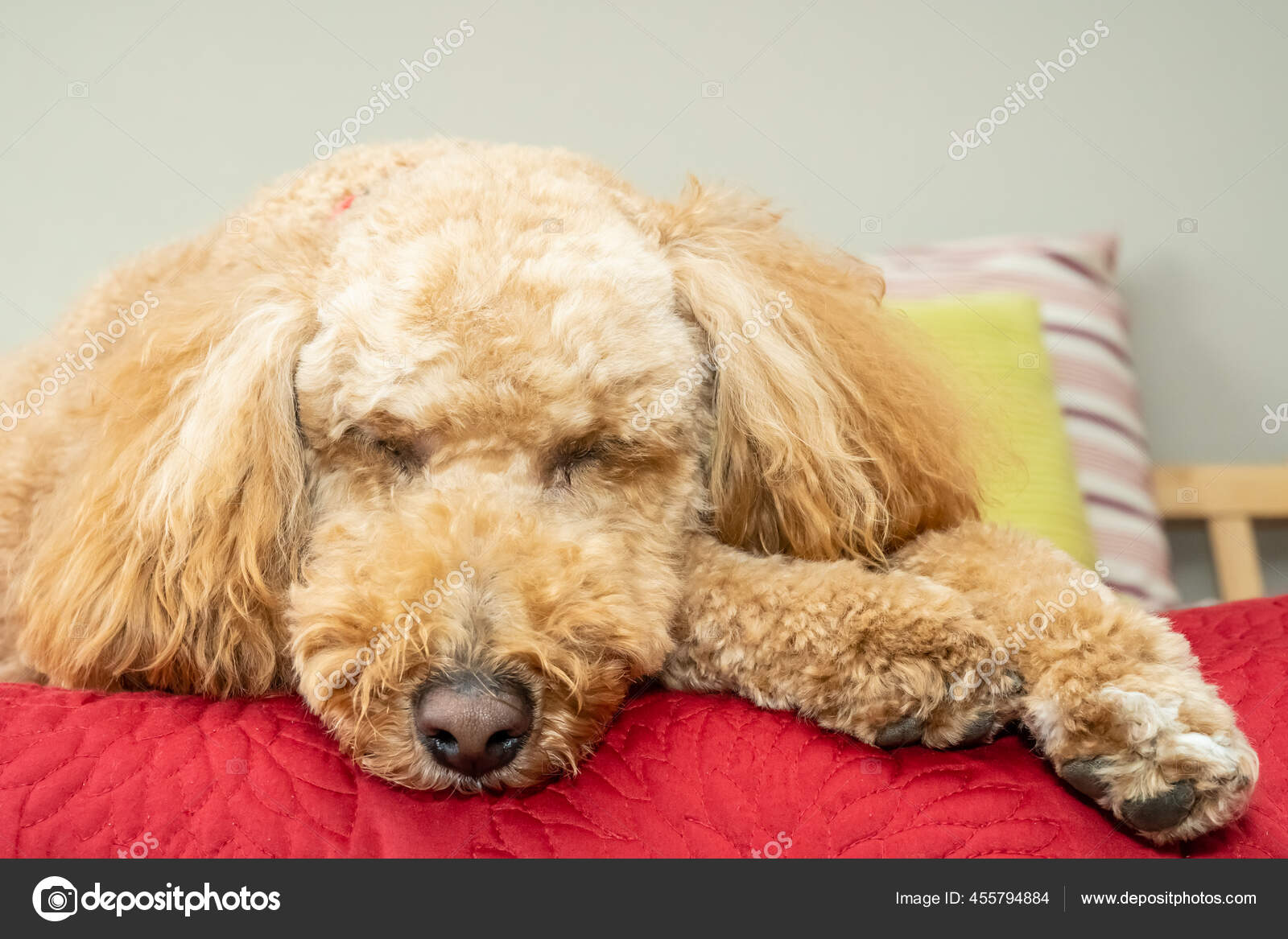 Australian Labradoodle Mix Labrador Retriever Poodle Cocker